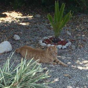 Meet your Posher, Laisha